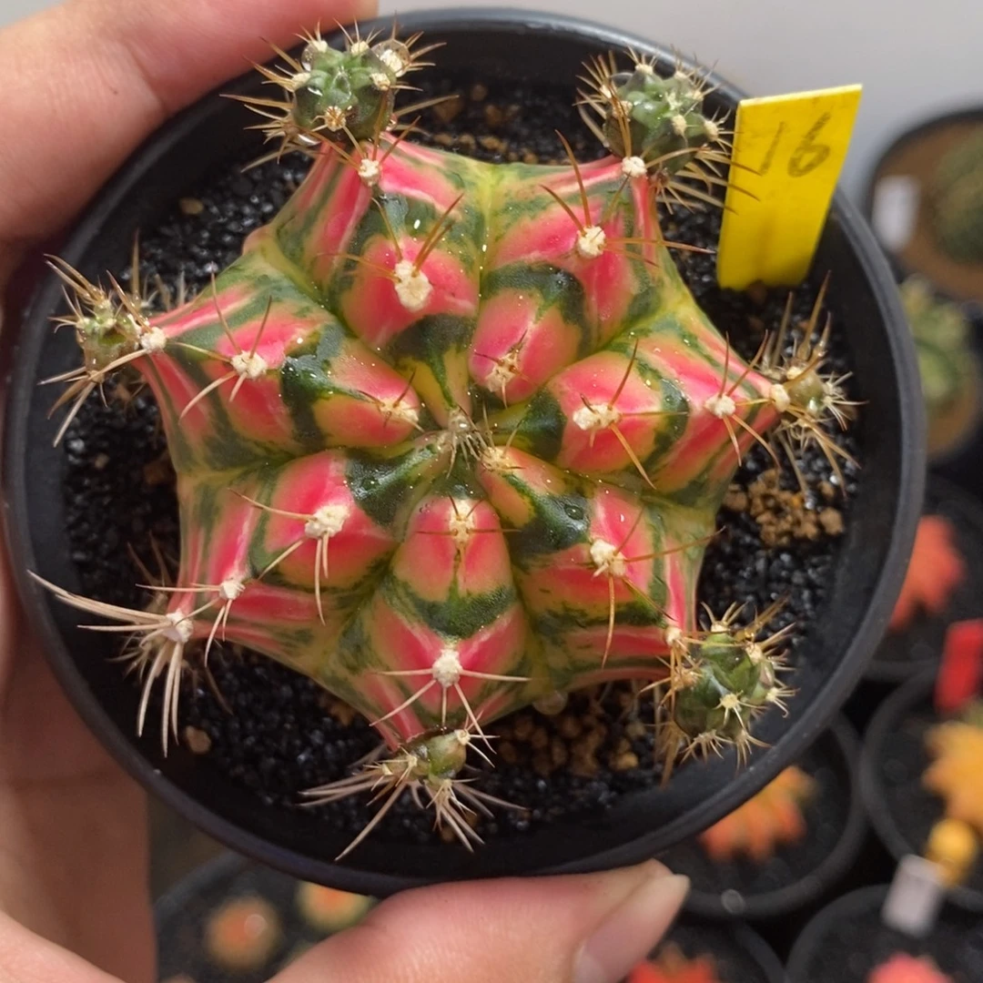 泰系铭品米哈—带盆土发货30