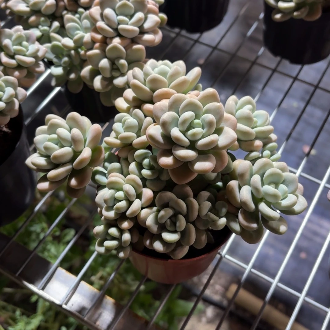 洛神杂交多肉11㎝盆特价