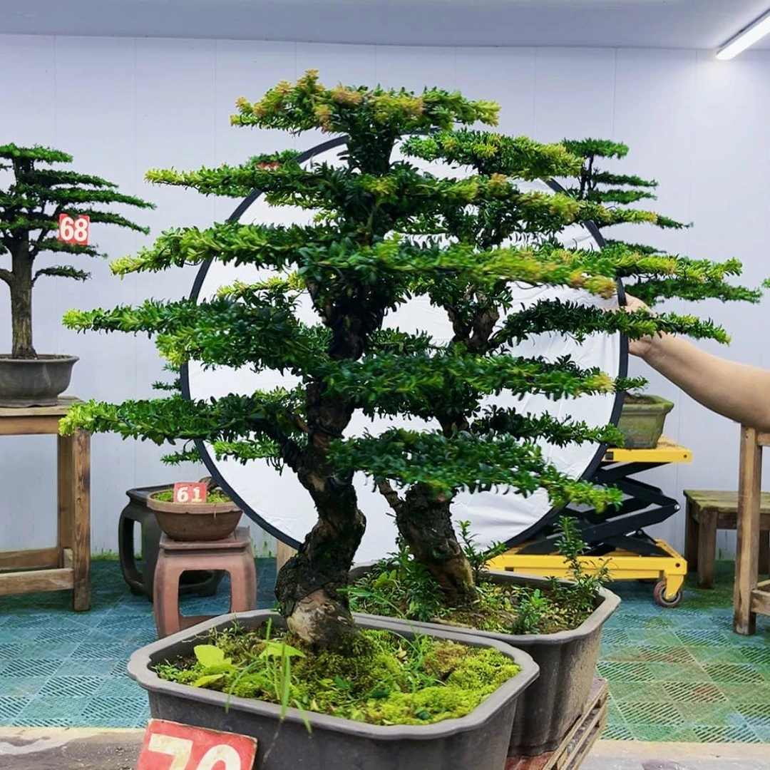 【闪购商品】无花朵