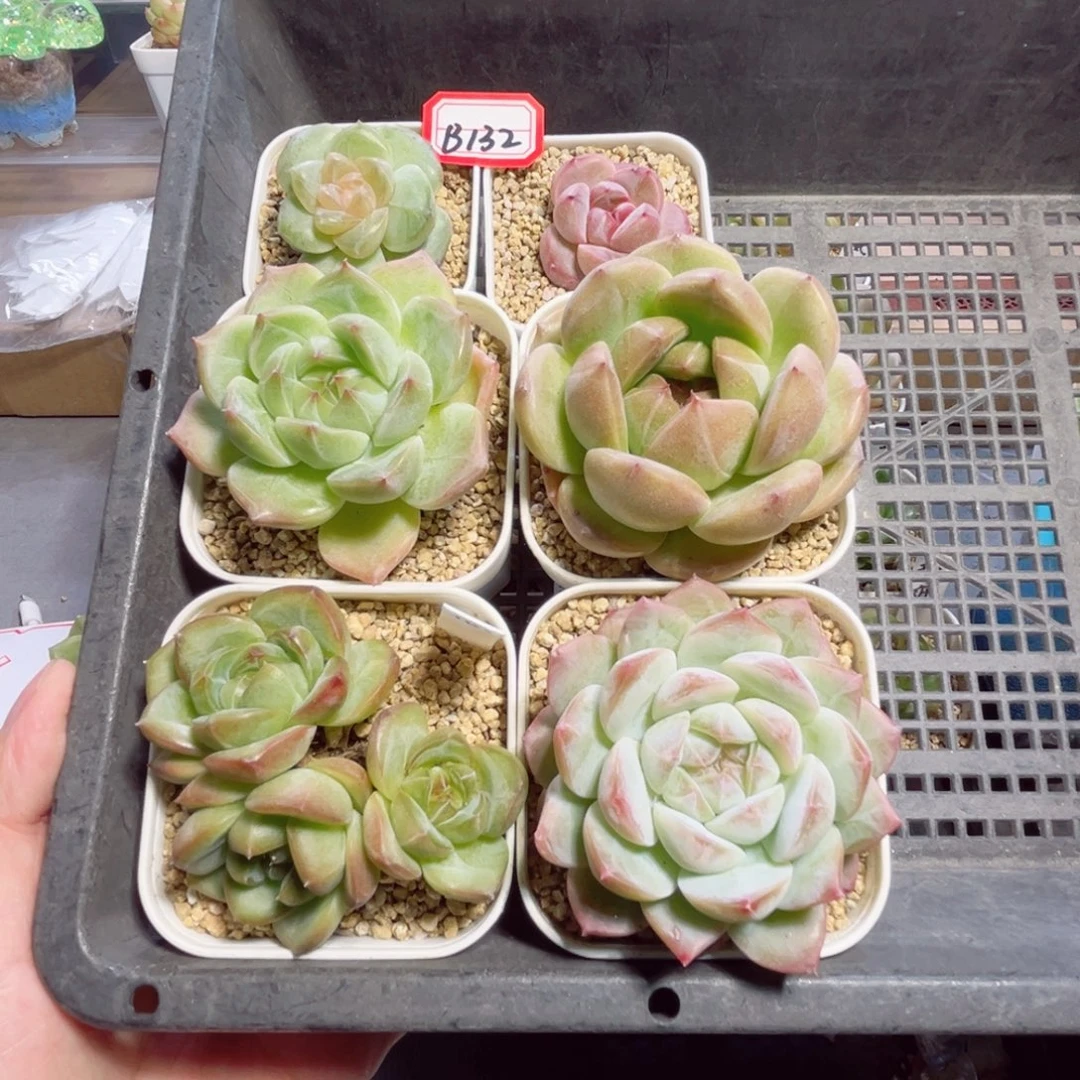 宇***骨B132一物一拍 打包6个