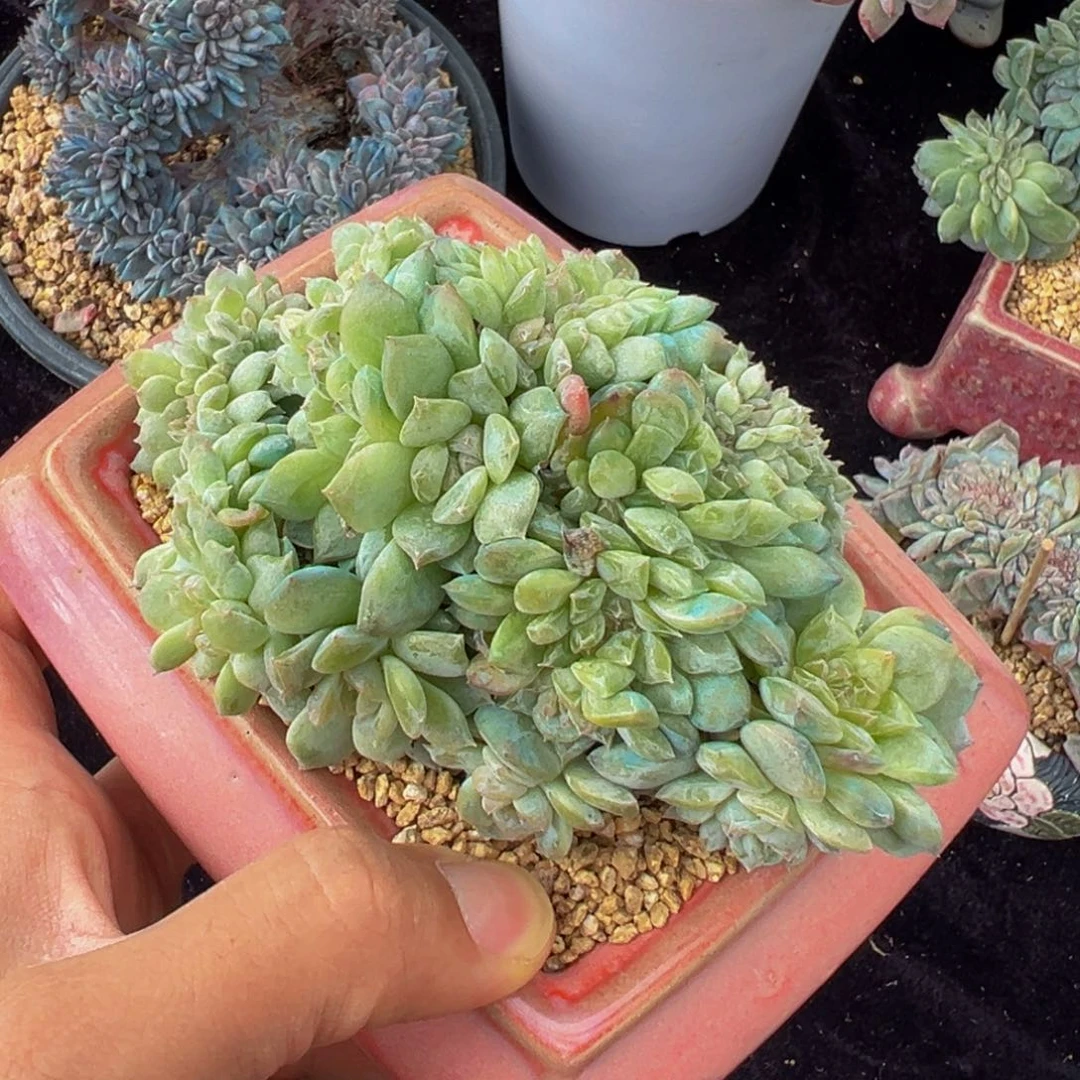 新年快乐 新年快乐