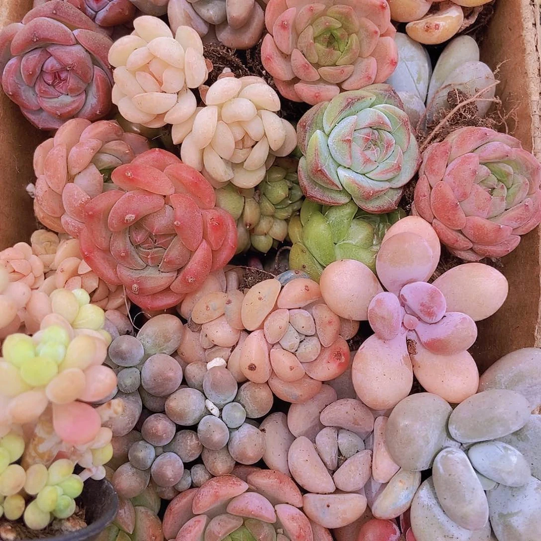 000000000001量拍保底20颗