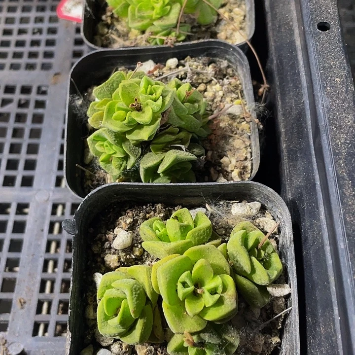 桃乐丝1.5带盆土发货