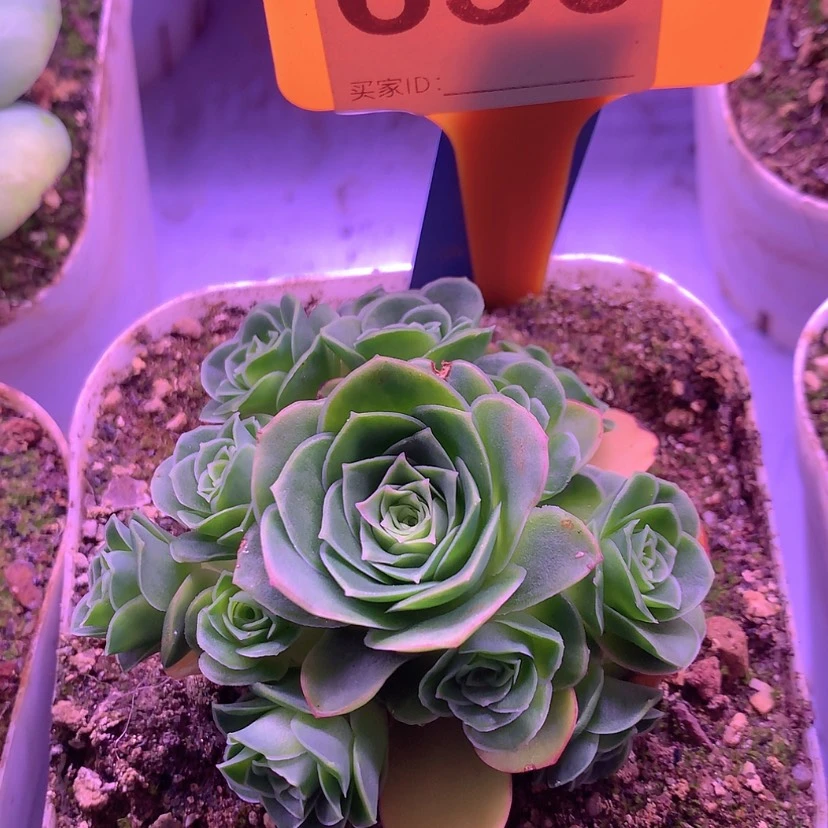 【闪购商品】yjj630