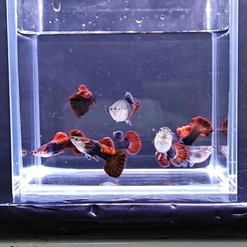 孔雀鱼你****4出售自家繁殖的精品孔雀鱼
