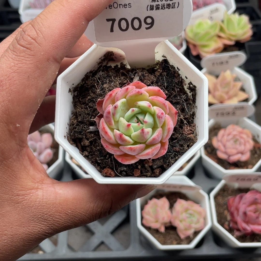 7009海棠花3.5厘米