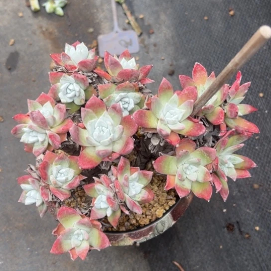 法瑞诺沙～钻产地的2718