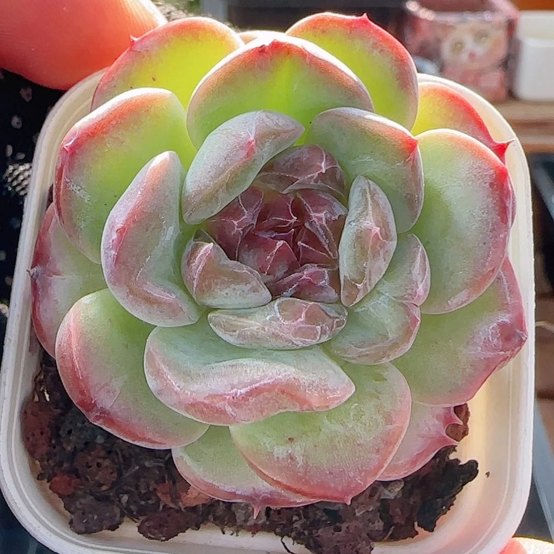 多肉0903-36糖心糖心