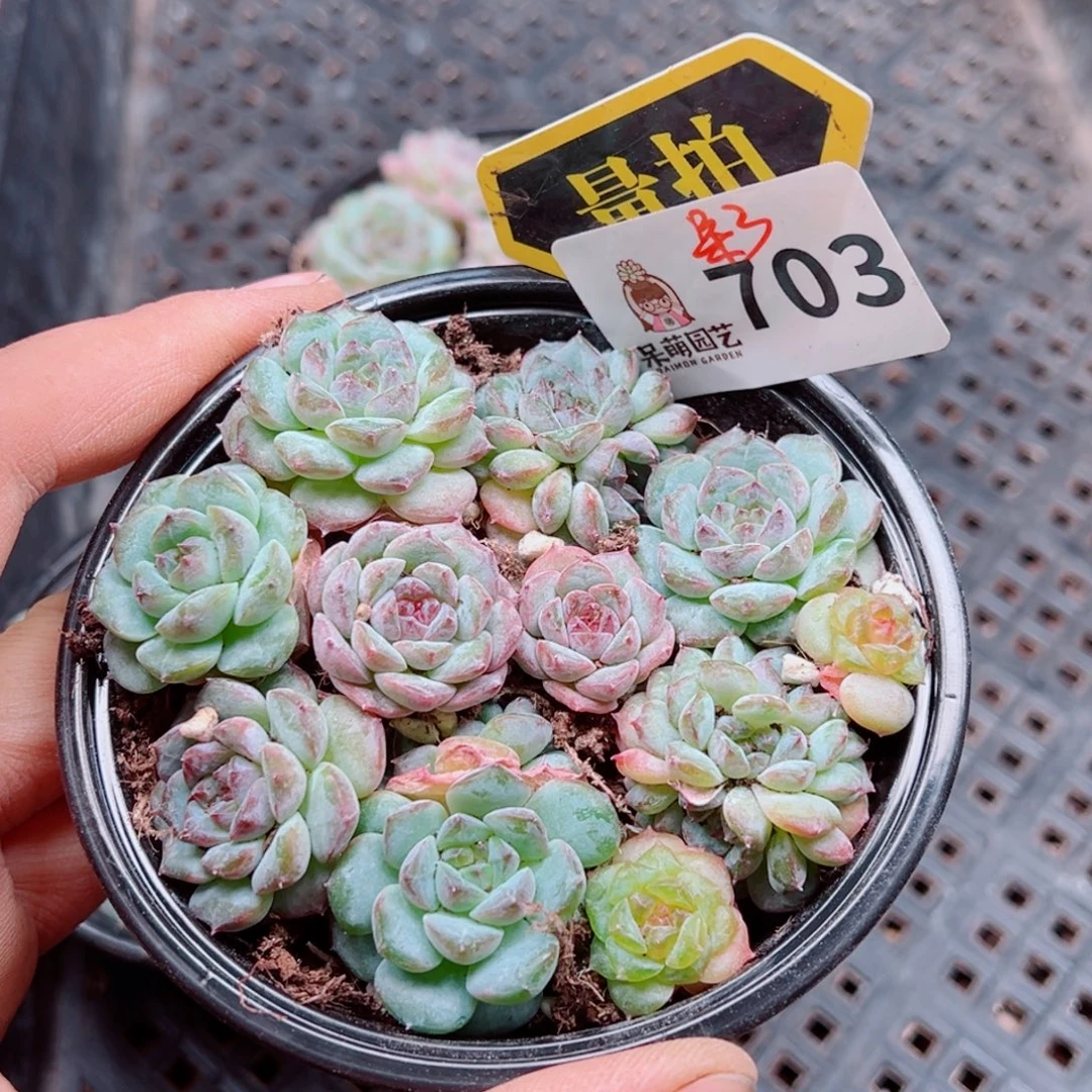 多肉植物多肉植物