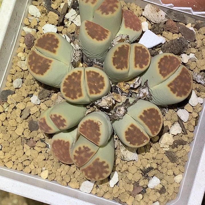 精品多肉植物精品多肉