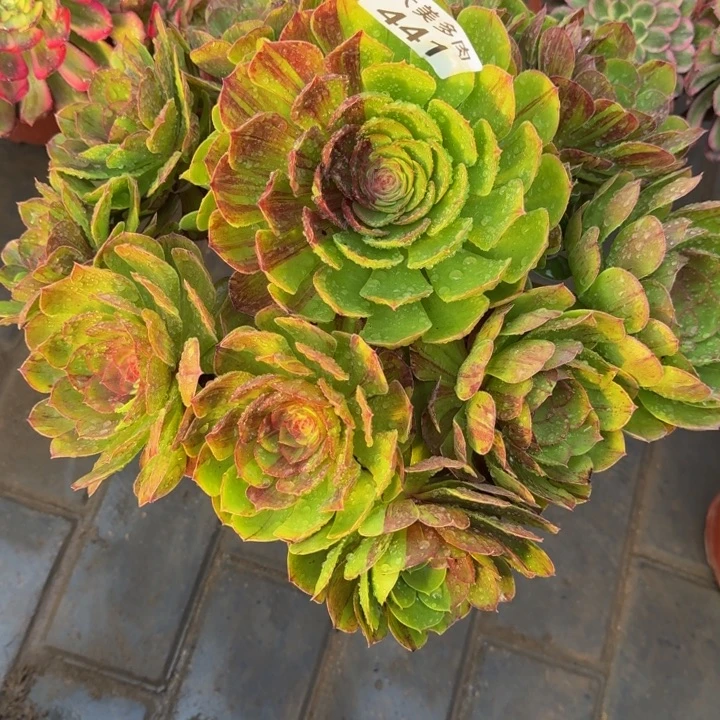 牡*花月夜捧花441肉肉