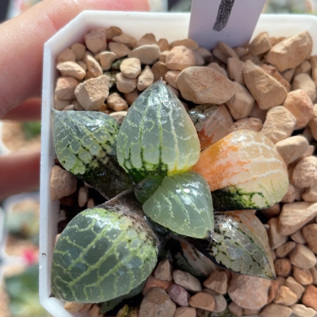 1水晶101锦。