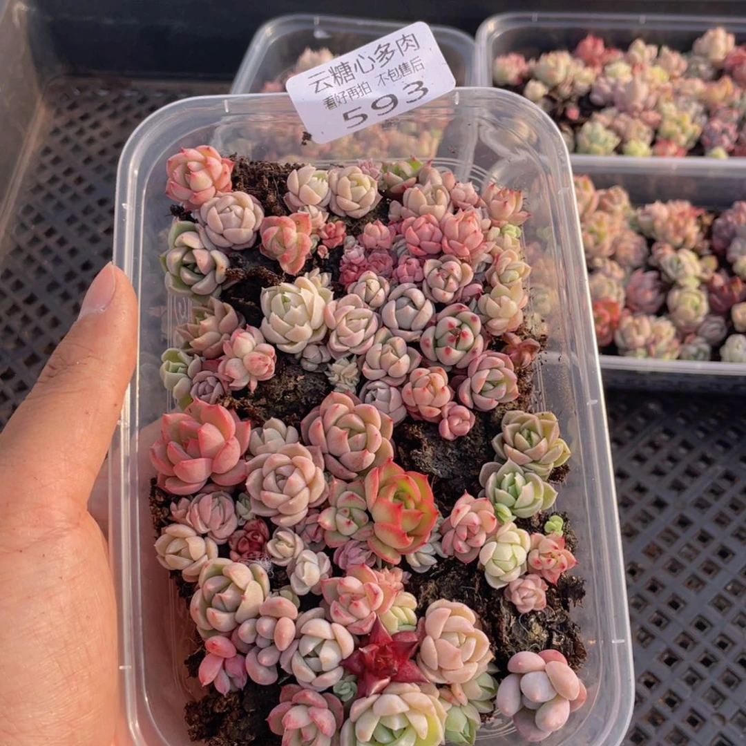 云糖心多肉植物593