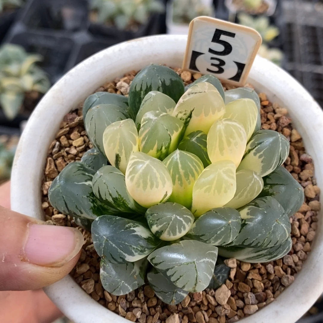 5号实生玉露锦带盆