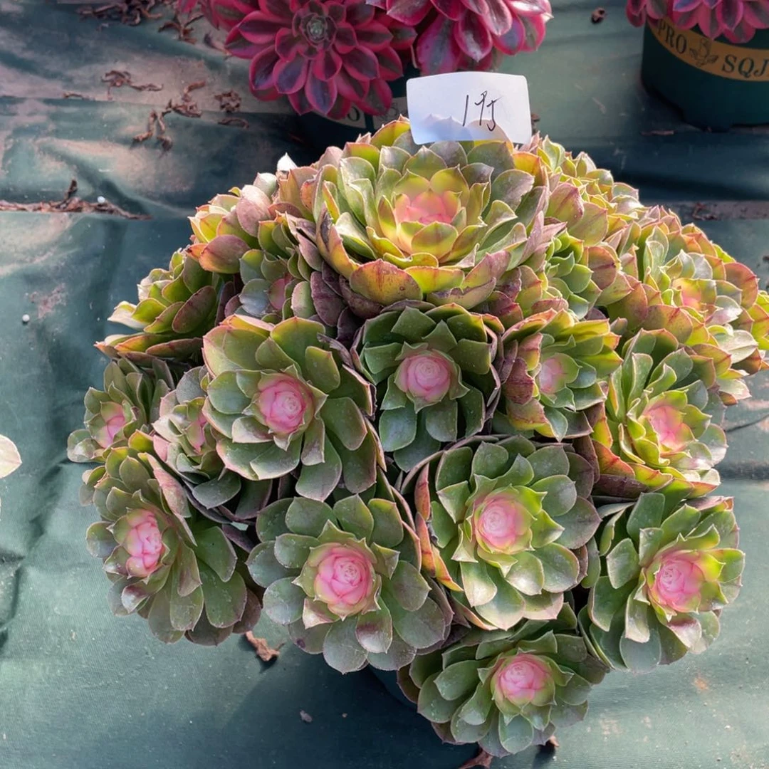 老五多肉19511111