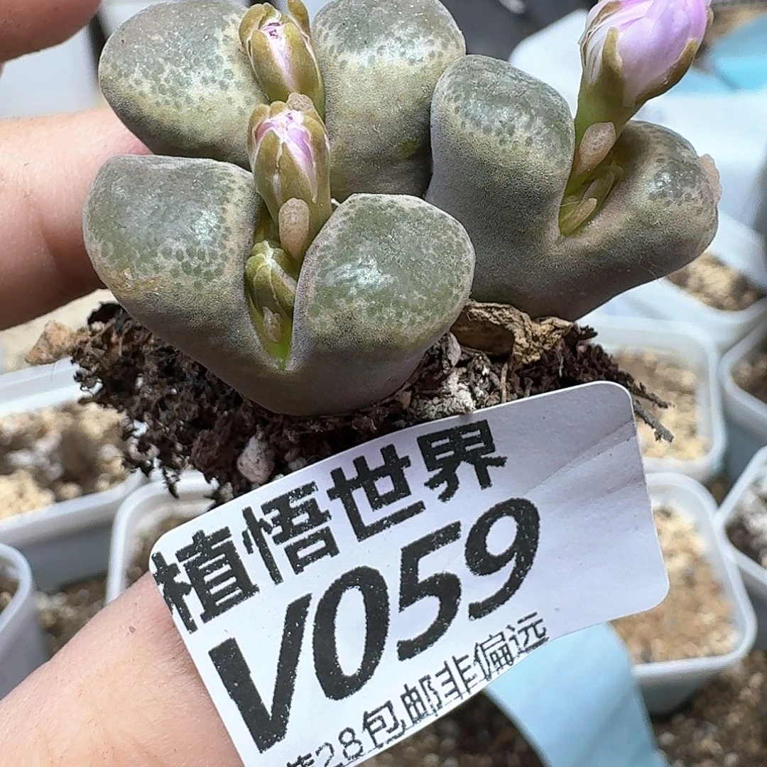 多肉植物的润泽dvv