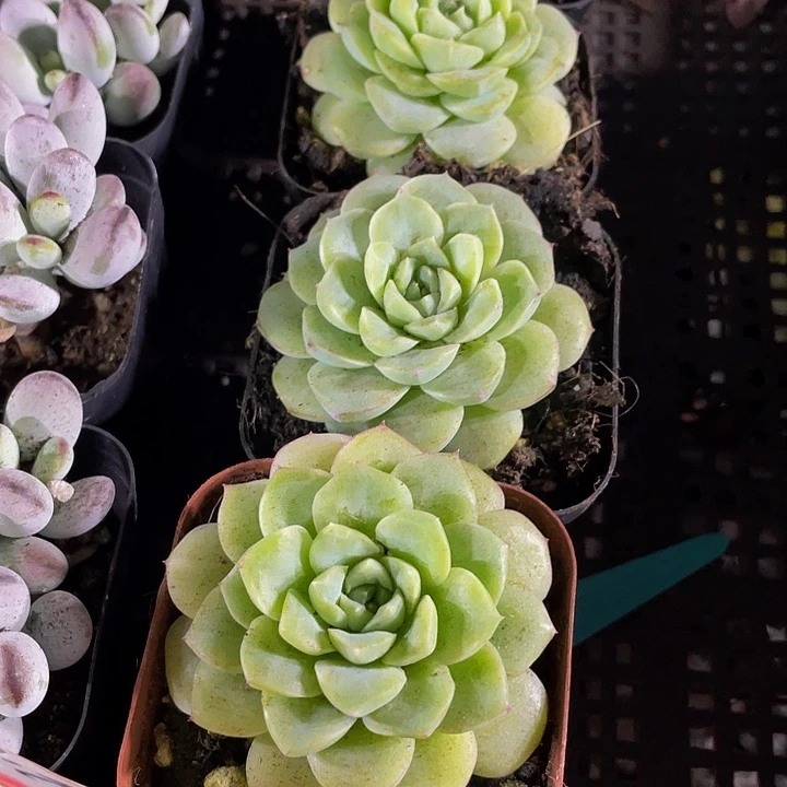 单头白天鹅带盆土发