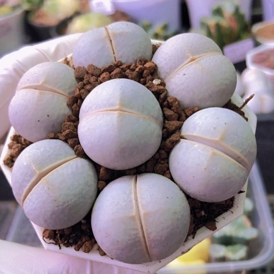 无花朵0859，2.3厘米左右