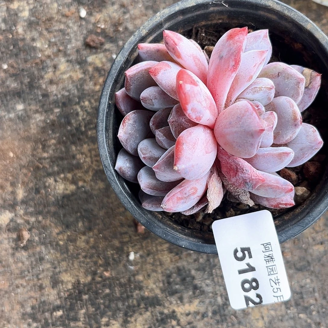 阿雅园艺。     5182