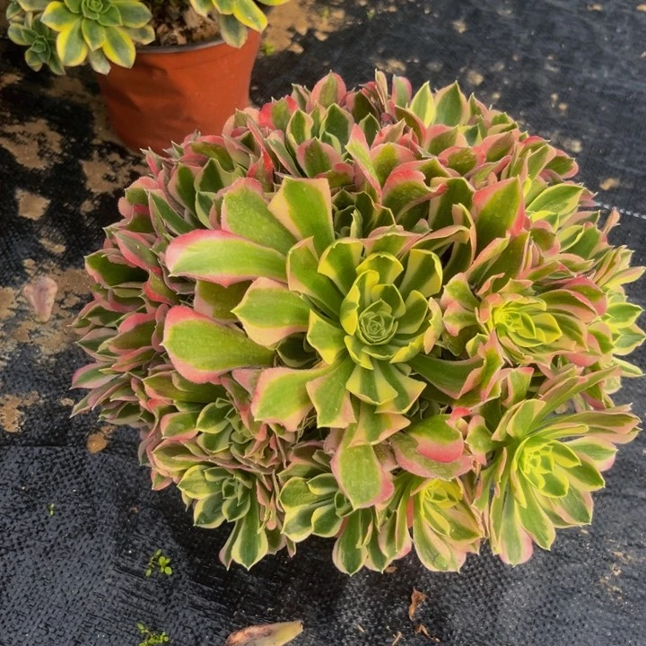 雨花石多肉植物捧花七块钱