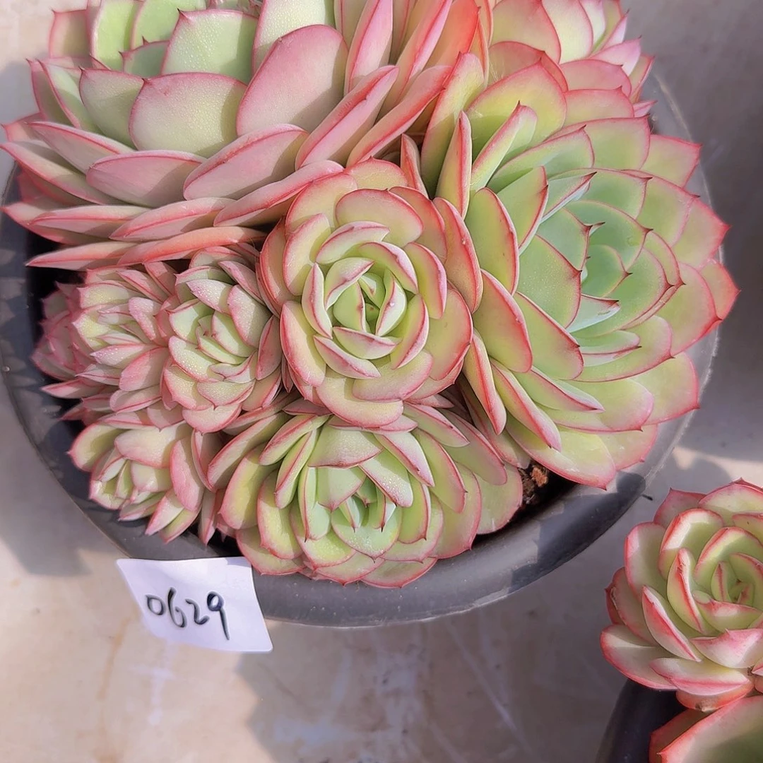 小**?0629牡丹亭多肉植物