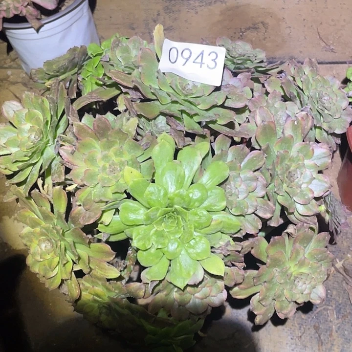 多肉植物法师943粉黛