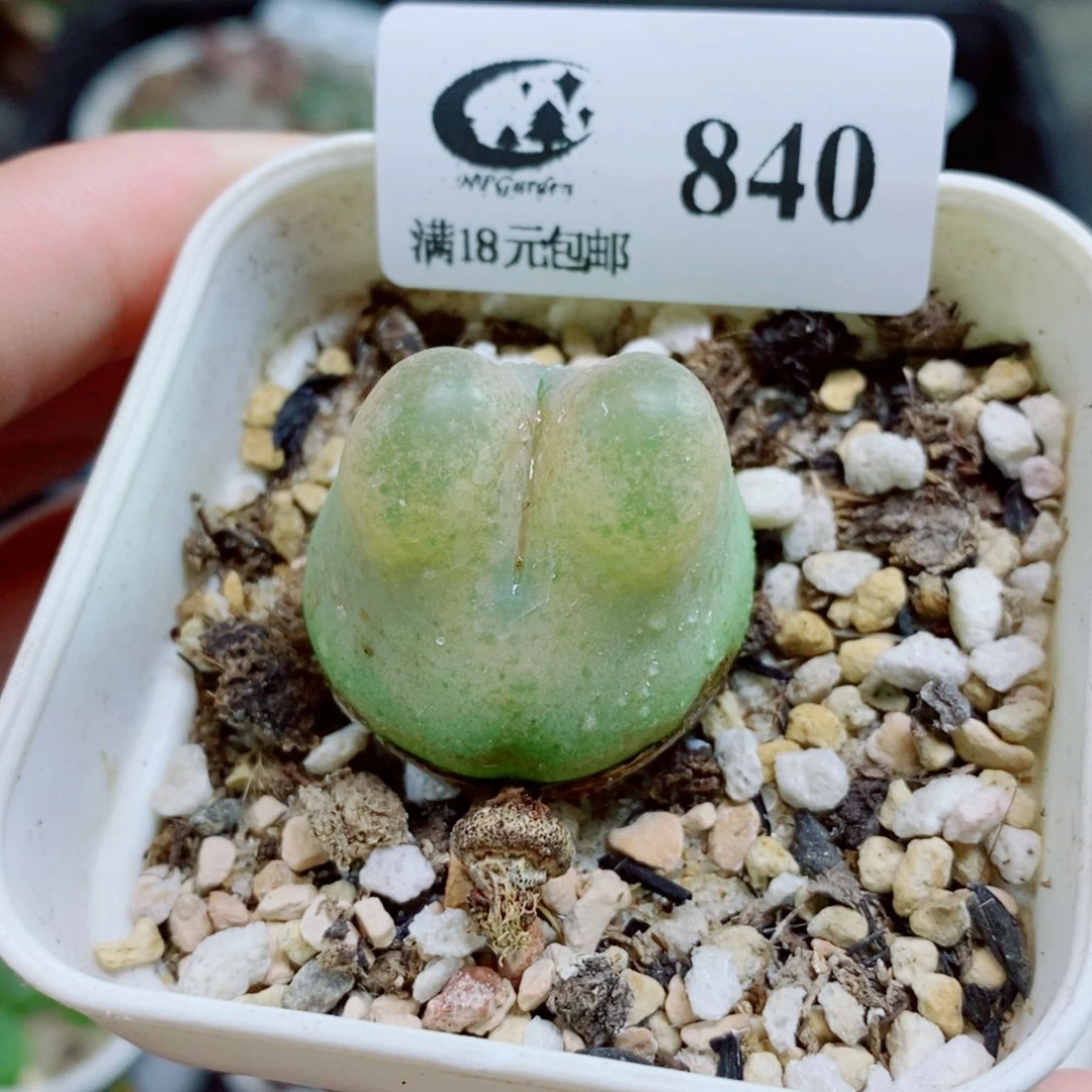 生石花花花花花840