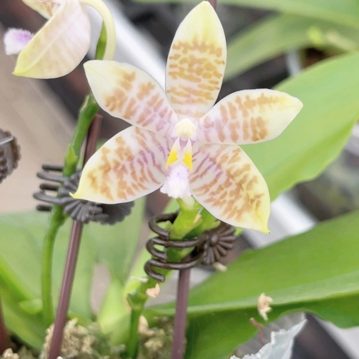 完全开放蓝麻雀-1425