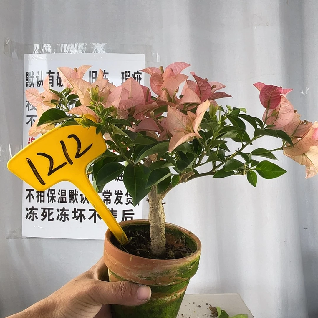 大部分花苞少量开放1212卡亚塔掌中宝