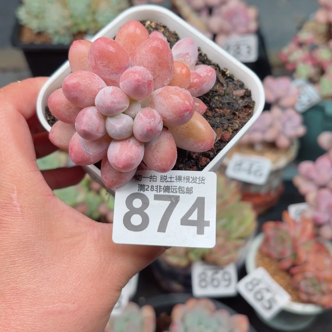 汤圆多肉无盆土发货