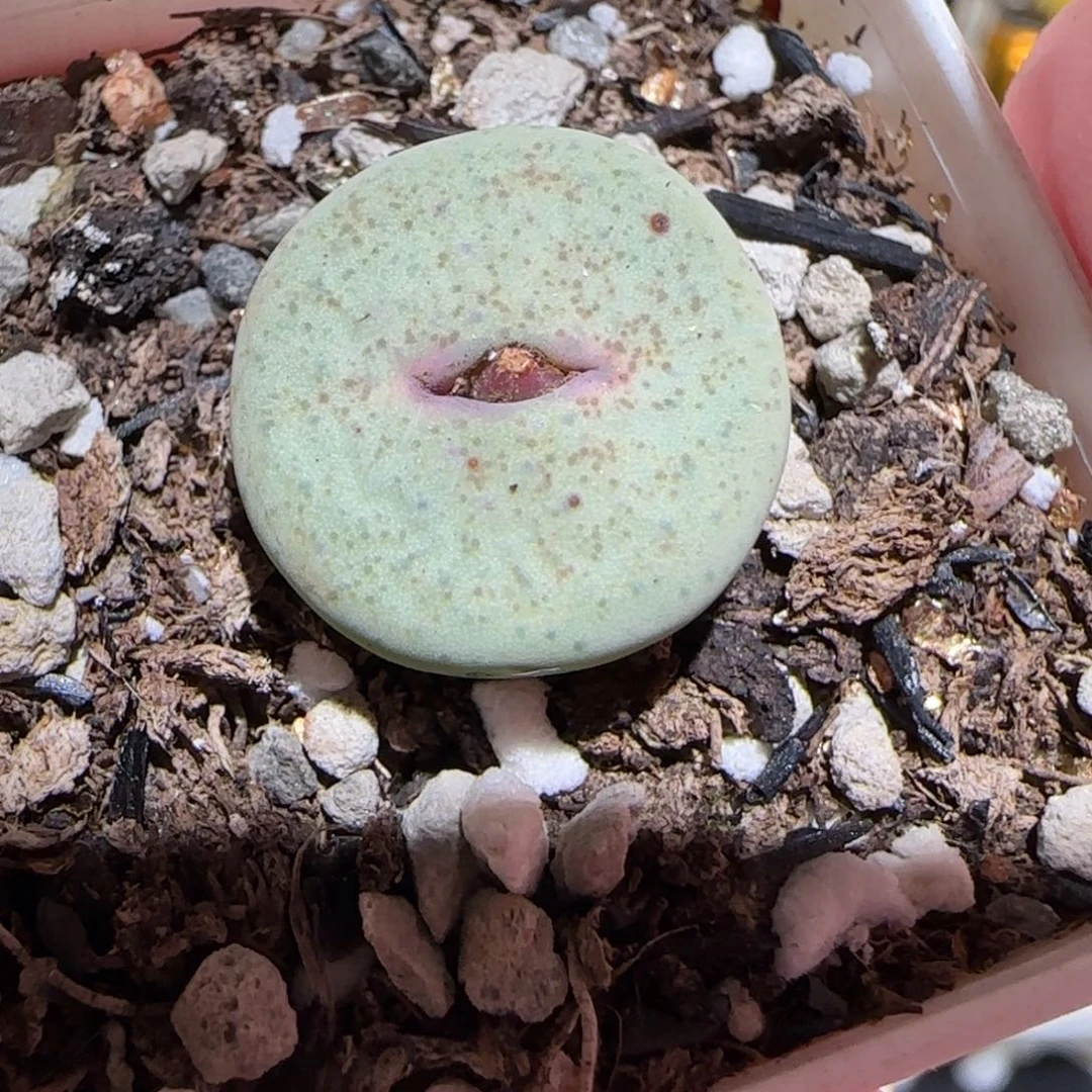 肉锥多肉植物百科-杂交红嘴359