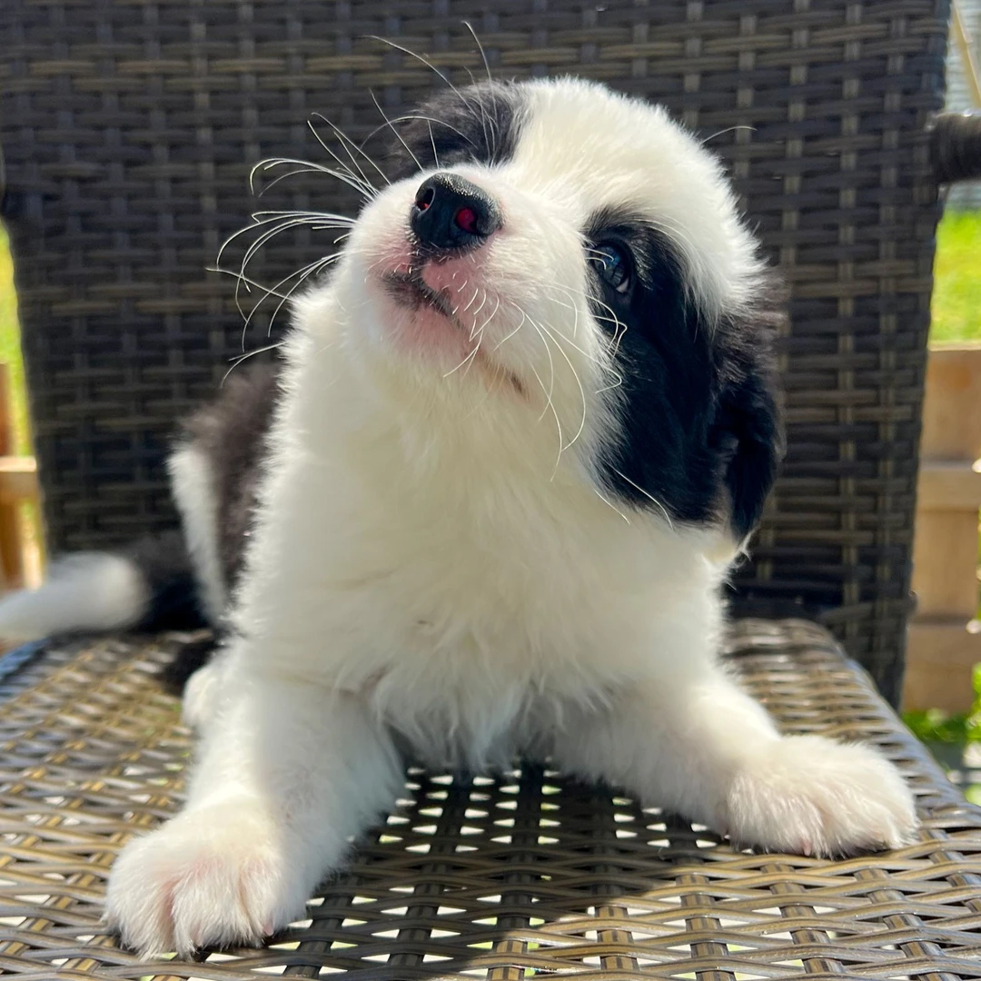 桑葚-黑白色边牧边境牧羊犬幼犬弟弟