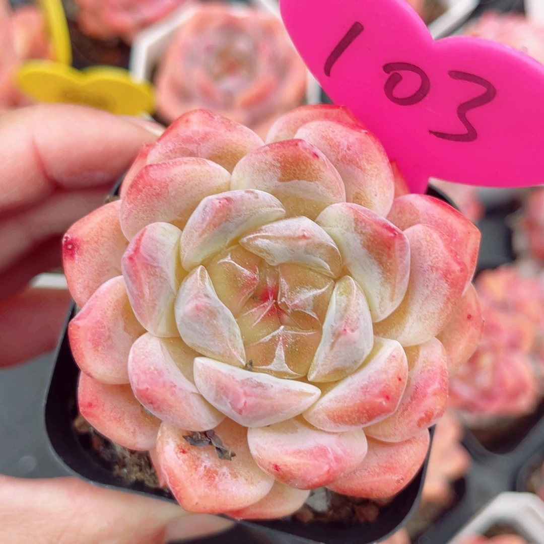 103号老桩糖心单头