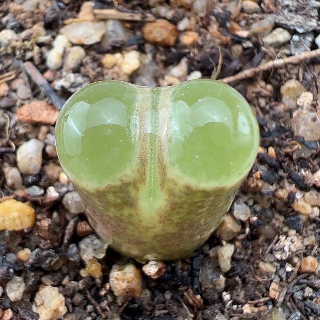 1.20好看的多肉844