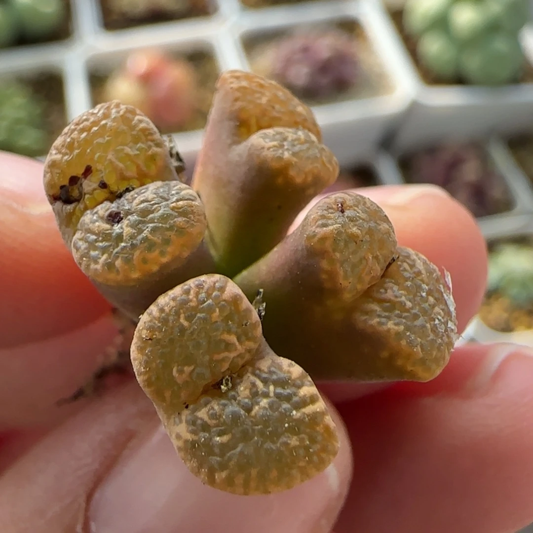 7269 大白多肉植物园