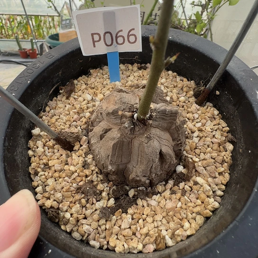 多肉植物专拍 一物一拍 南非龟甲龙066