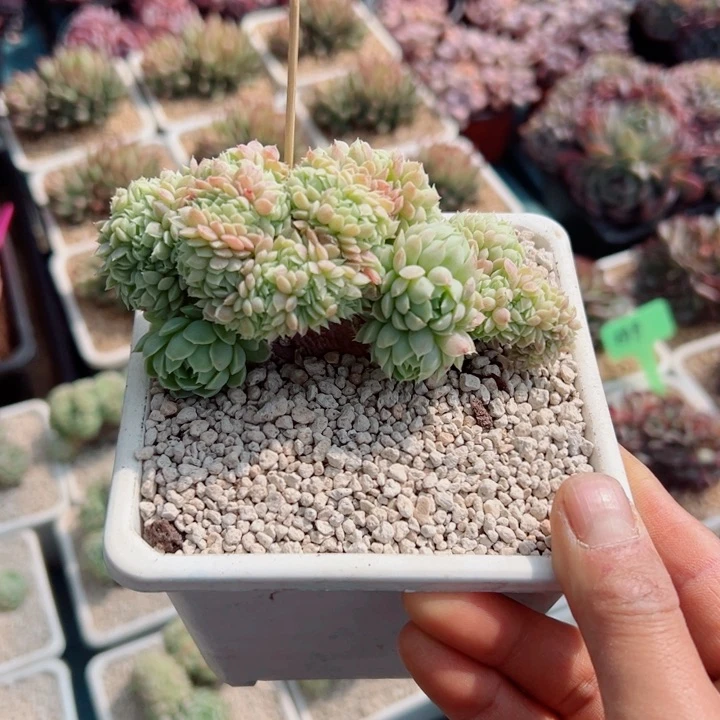 精品多肉植物老桩