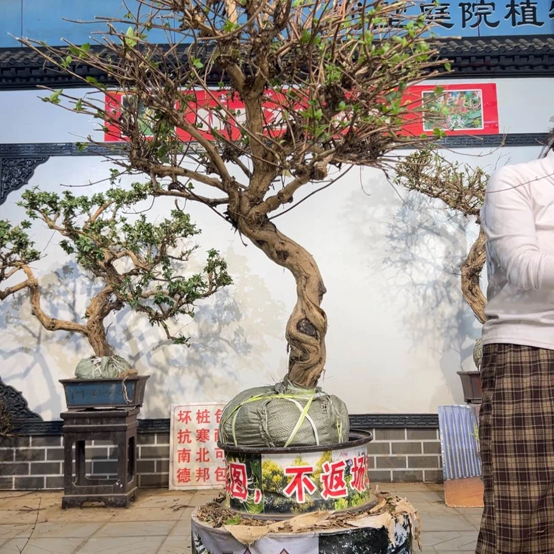 无花朵金银花8888