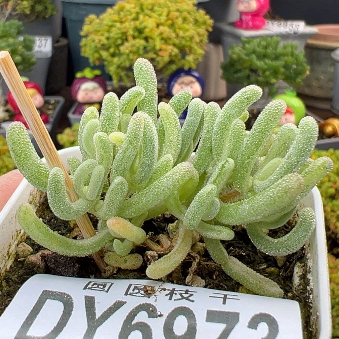 dy6973橙叶锦冠幅3.5cm