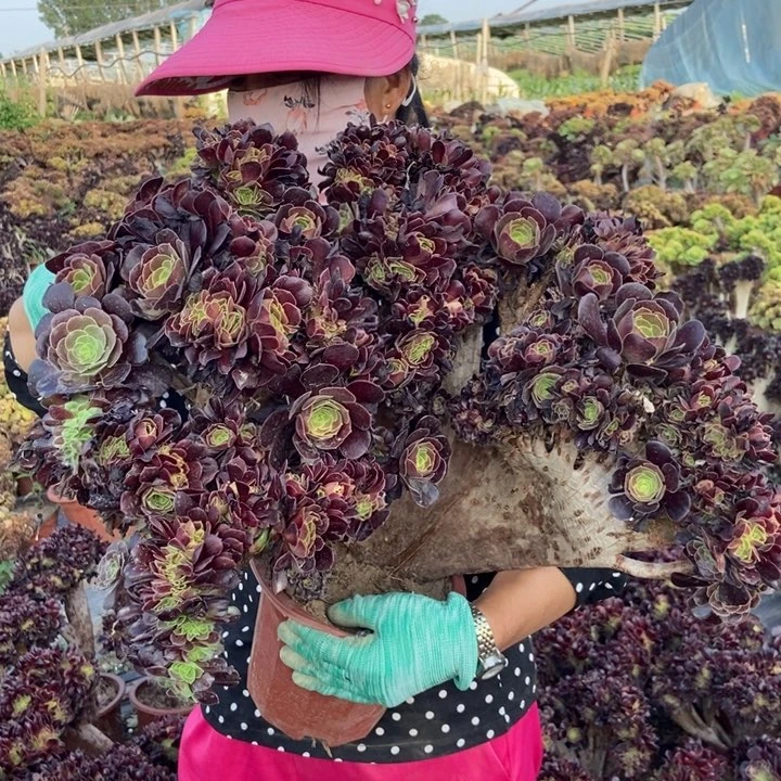 低***！691欧紫缀化老桩伤