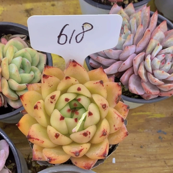 ?***爱多肉植物，开心多肉