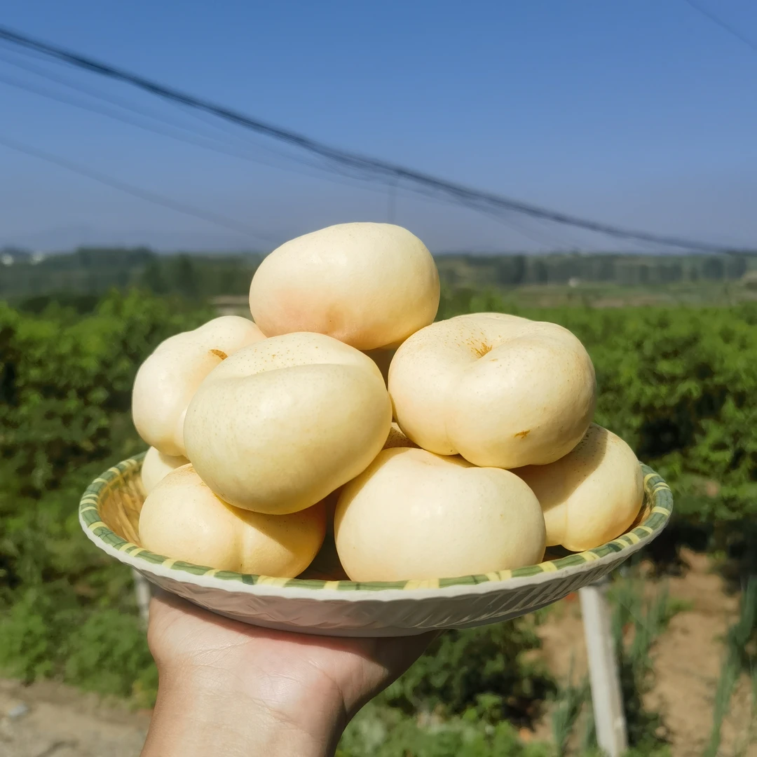 山东蒙阴奶油蟠桃桃奶白蟠桃产地直发