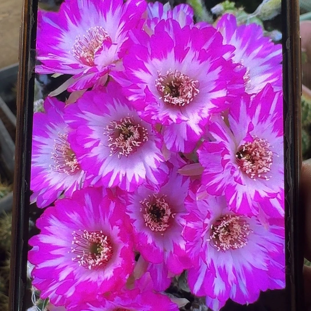 妖碟丽花侧芽3公分仙人球