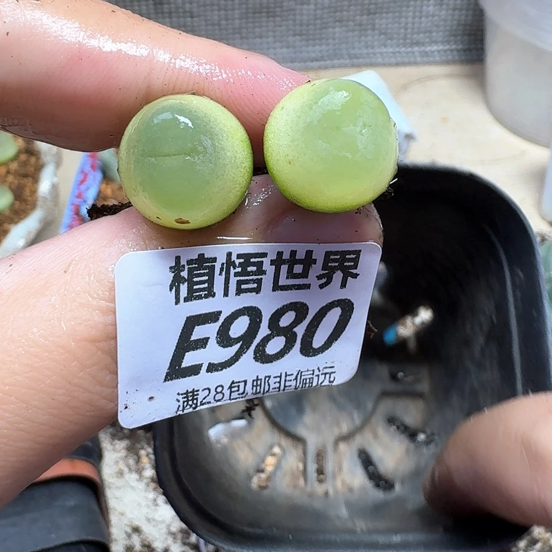 多肉植物的人生fgnn