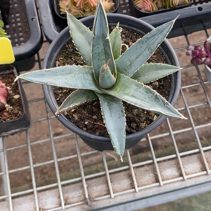 今****?伯克利和格蕾特的故事都