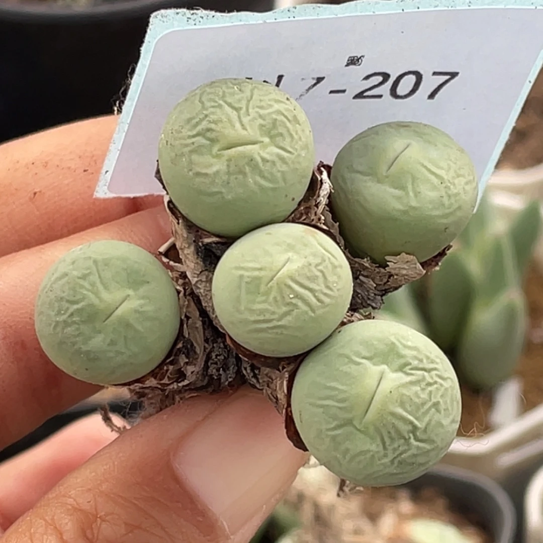 吃***手7-207肉锥多肉植物