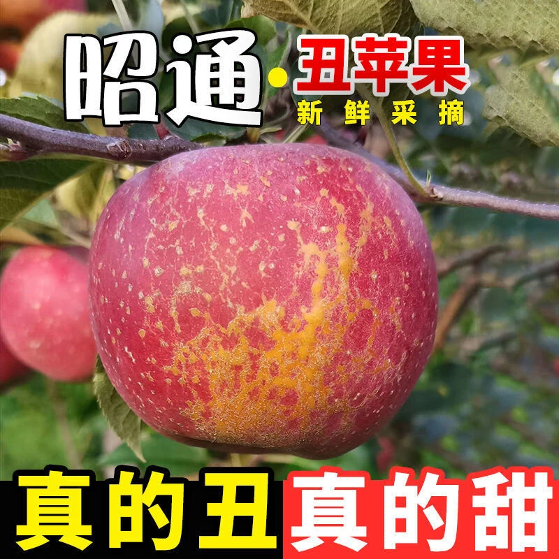 【超甜】正宗云南昭通丑苹果新鲜现摘脆甜多汁产地直发水果好吃ZD