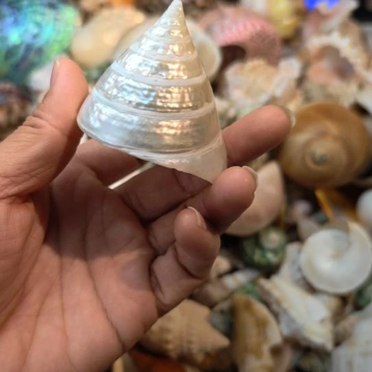 石材天然海螺贝壳