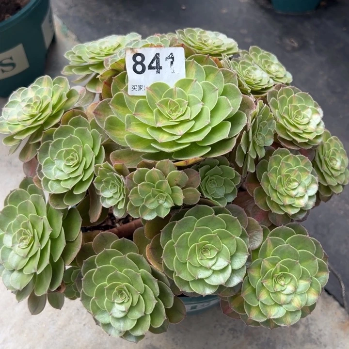 841抹茶25厘米左右