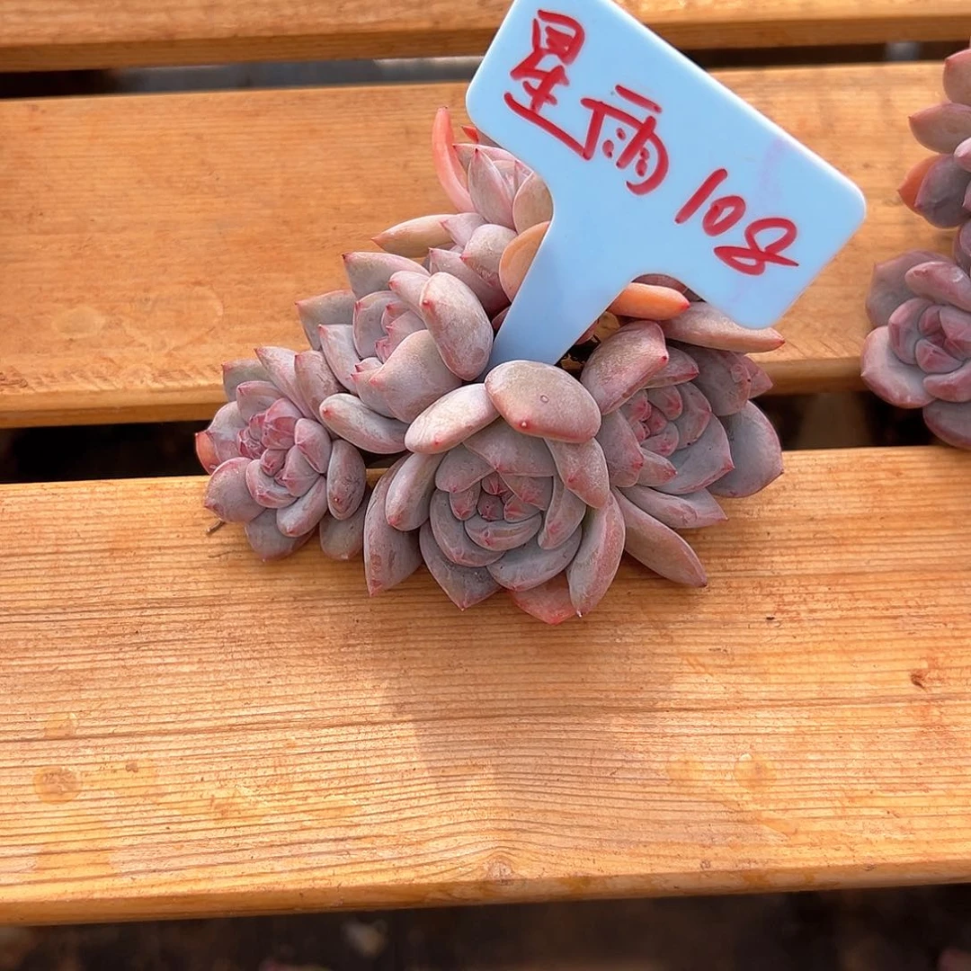 星*星雨108号11121111111